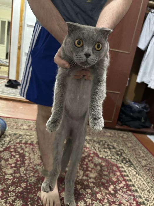 Scottish Fold mushik sotiladi