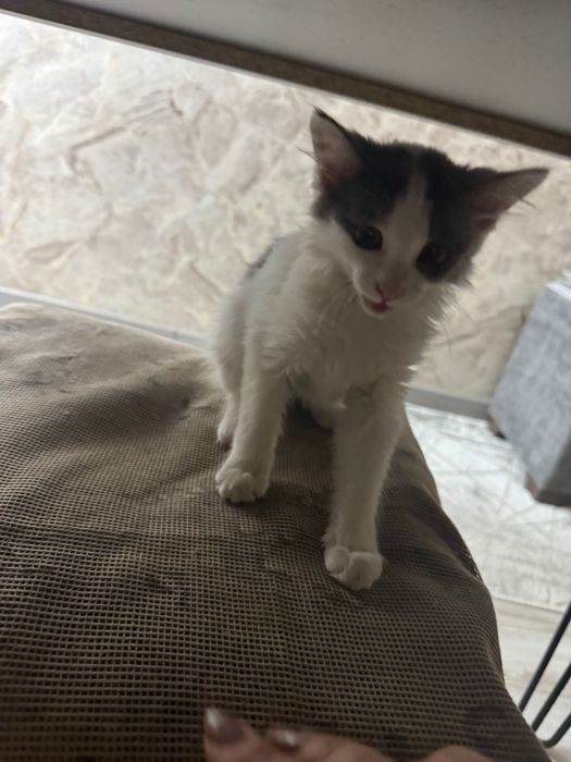 Котята маленькие домашние