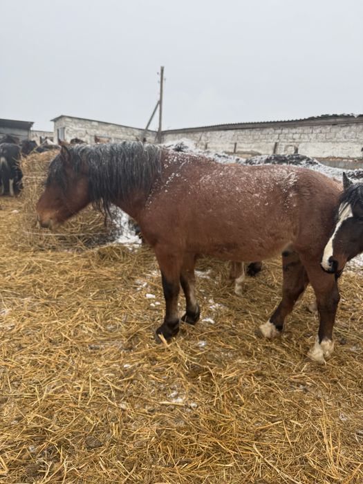 Айгыр 8 лет, крупный