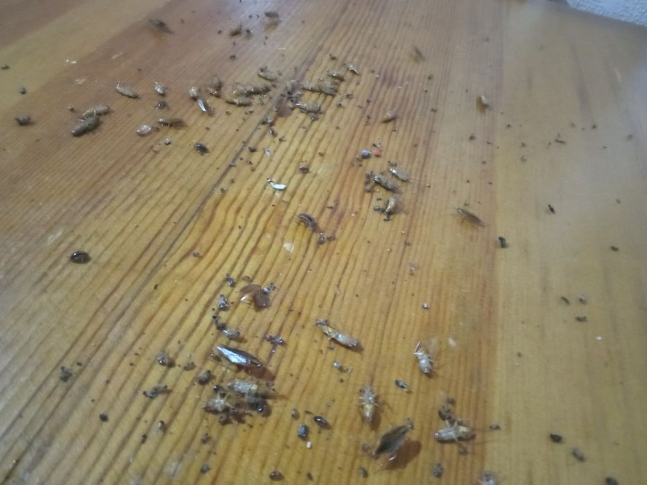 Клапа Тараканга Дори