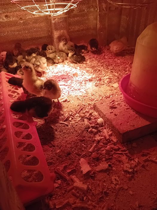 Pui Australorp  de vanzare