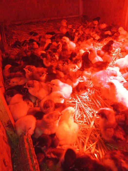 Pui  rasa Australorp