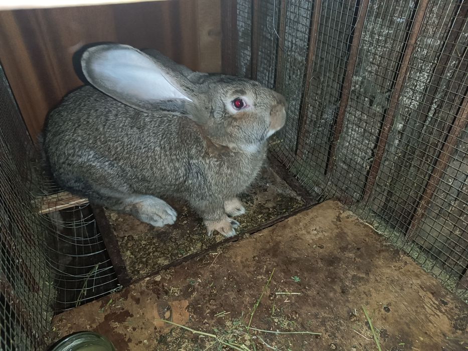 Velikan quyon samest 6-7 oylik