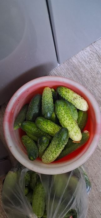 Продам  свежие огурцы