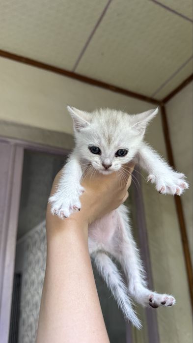 Очаровательные котята ищут любящий дом!