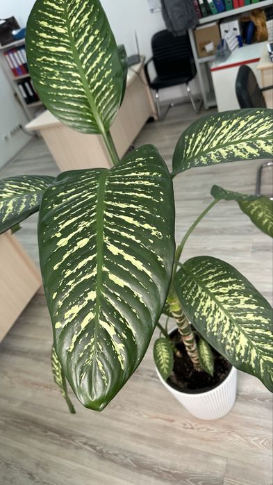 Продам комнатный цветок