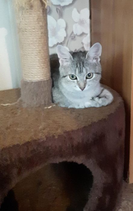 Отдам котят в хорошие руки