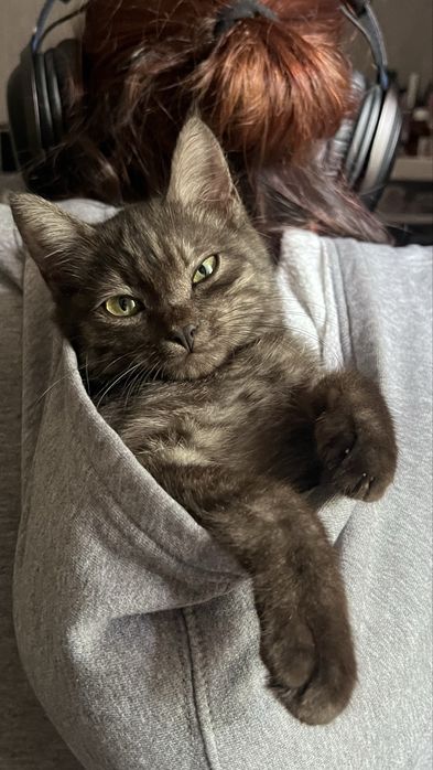 Кошка, девочка в добрые руки