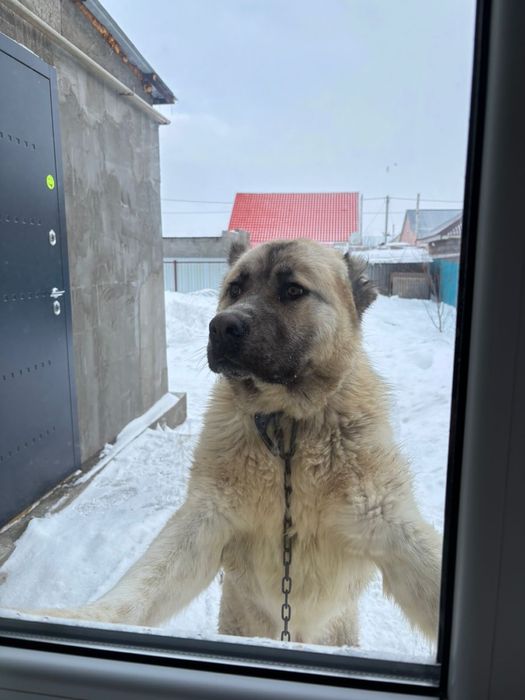 Продам алабая щенок 11 месяцев