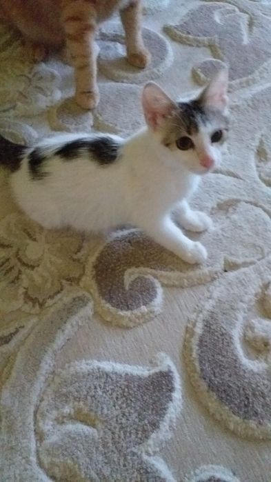Pisoi spre adoptie