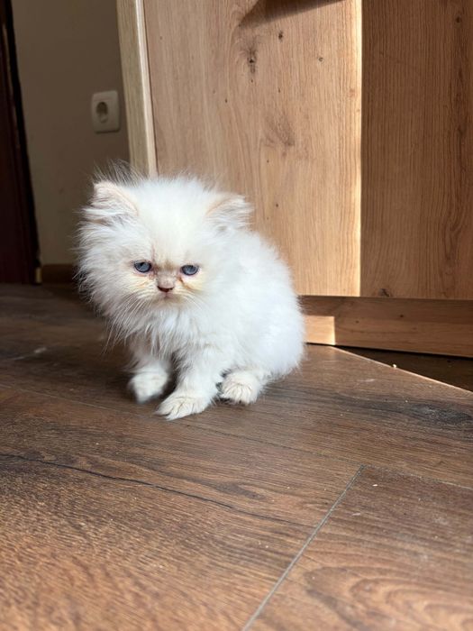 Персийско коте момченце