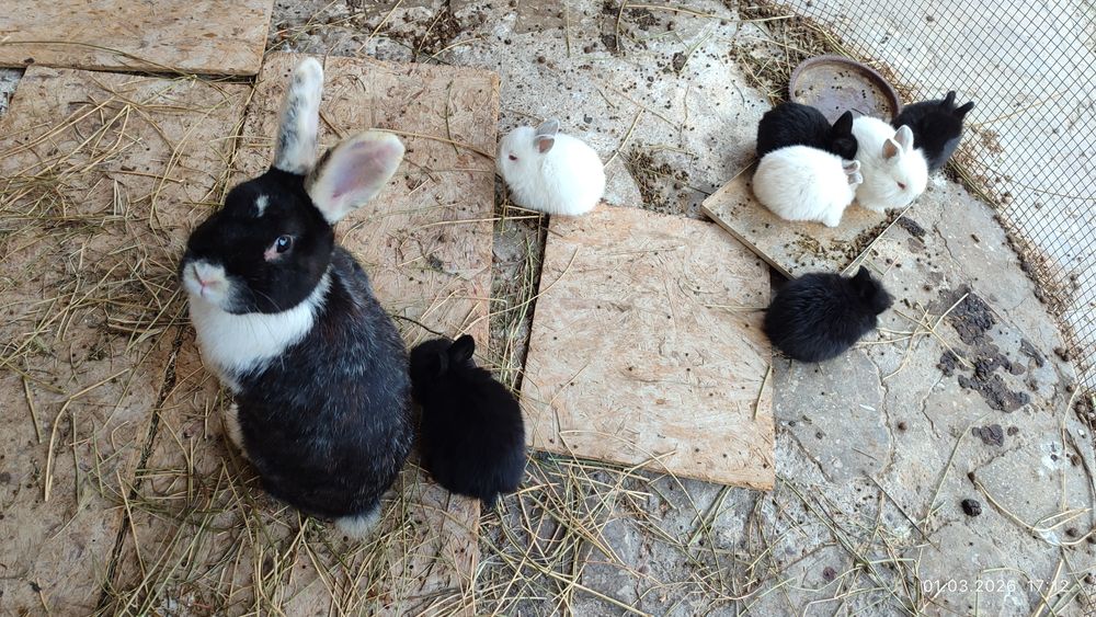 Quyon bolalari: angorka, baran, oddiy zot.