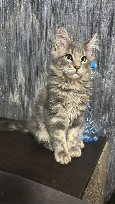 Котята Мейнкуны полидакты!