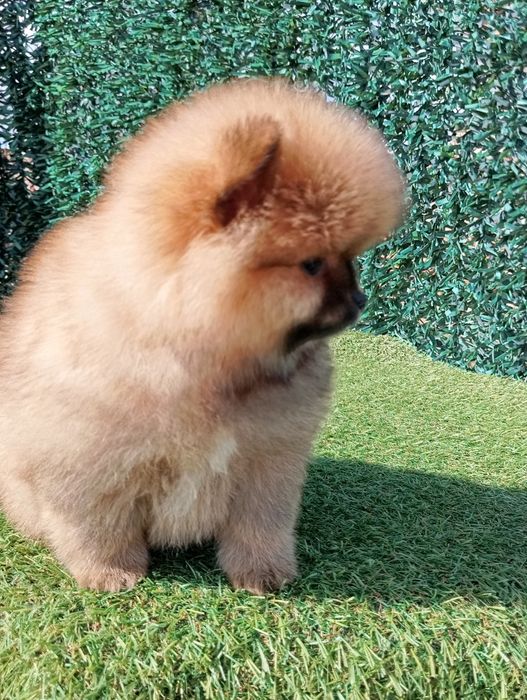 Померан померанчета