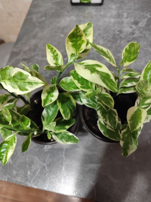 Продам комнатные цветы