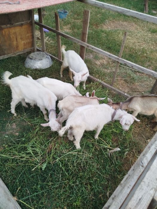 Takala sotladi zanen echkilani bolas yaxw sutli echkila narhi 1.5 mlnd