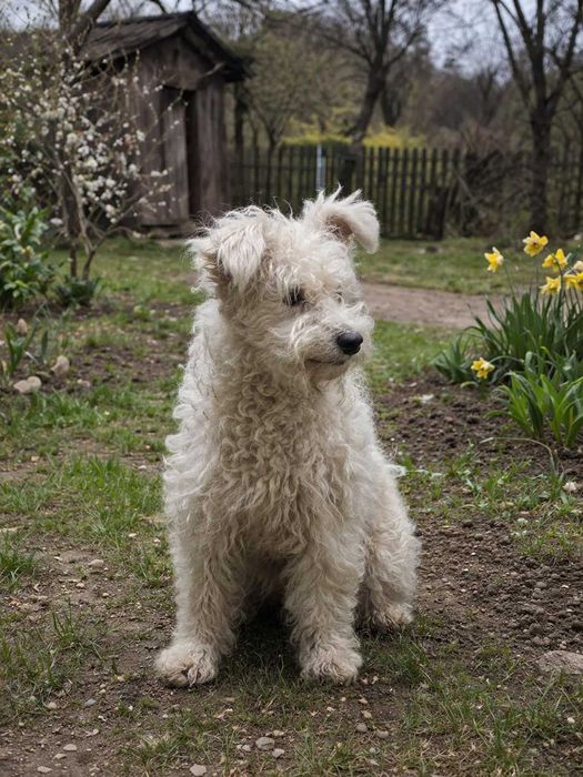 Pui rasa Pumi cu parinti Pedigree