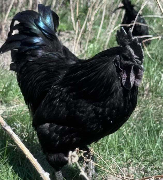 Продам петушков Ухейилюй