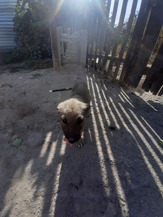 Отдам щенка в добрые руки