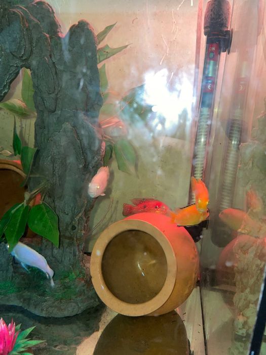 Продаются рыбки цихлиды