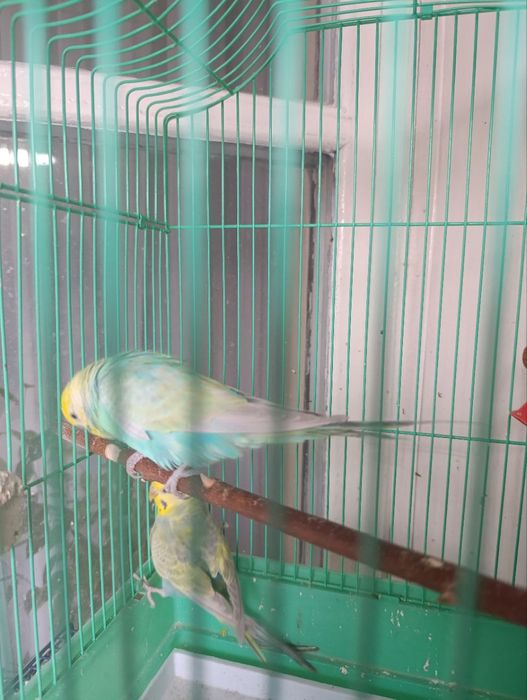 Продаются радужные попугаи