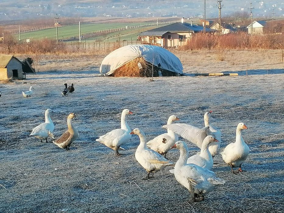 Bibilici (pichiri), gâște, rațe de vânzare.
