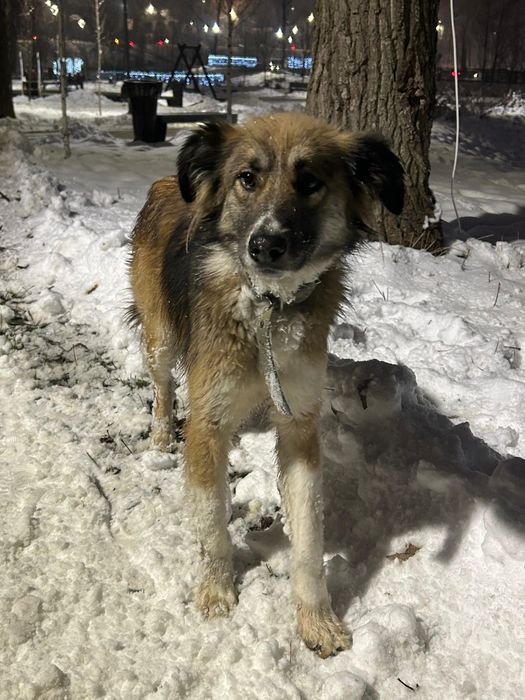 Отдам собаку в хорошие руки