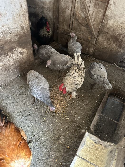 Curcan si curci de prasila vor alta locatie