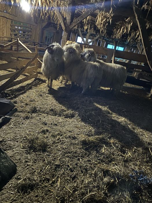 Se vand 3oi si 1 berbec