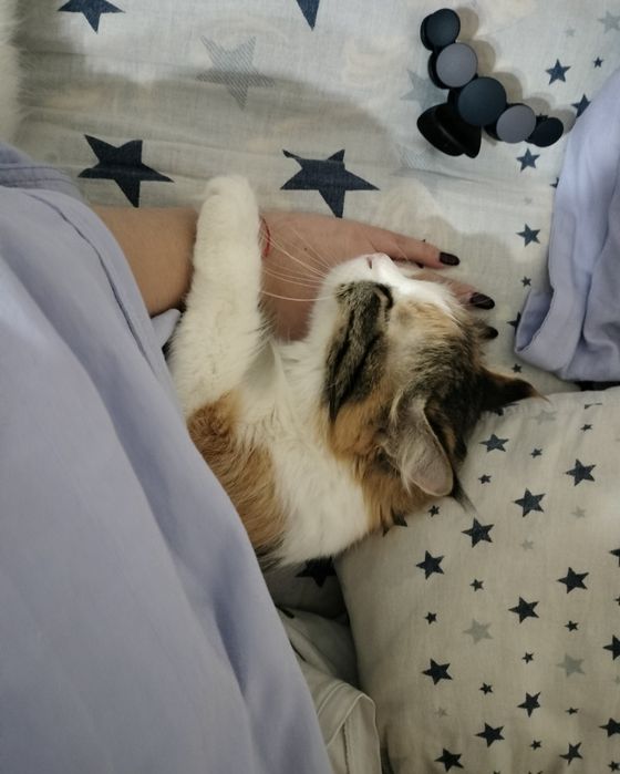 Кошка хочет в хорошие руки