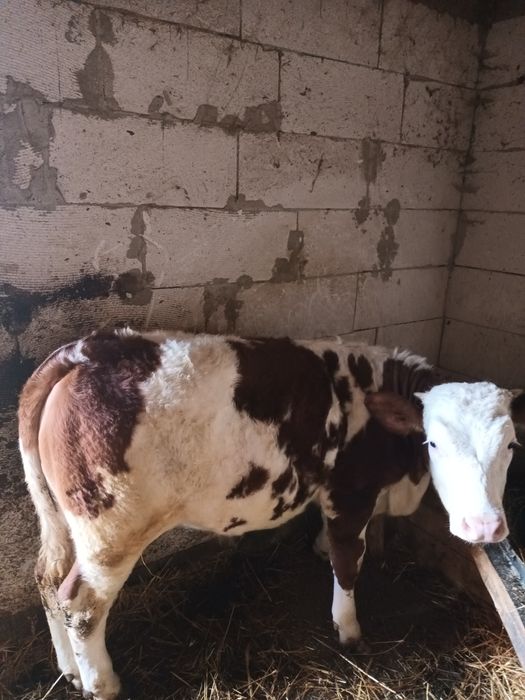 Vând  vițea  mai multe informatii la telefon