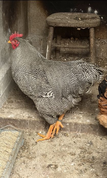 Plymouth Rock Barat familie 1+6