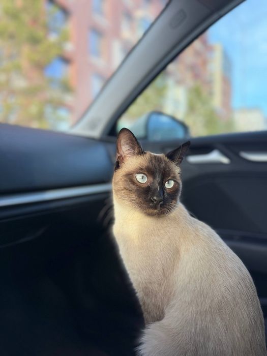 Сиамский котик ищет дом