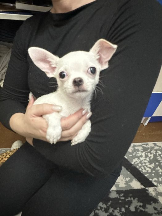 Продам щенка мини чихуахуа