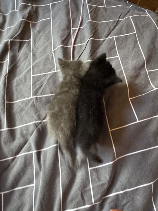 Котята в хорошие руки