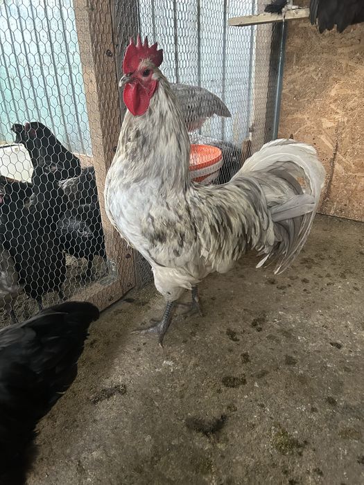 Cocoș Australorp matur (2025)