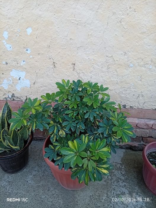 Arzon narxda gullar