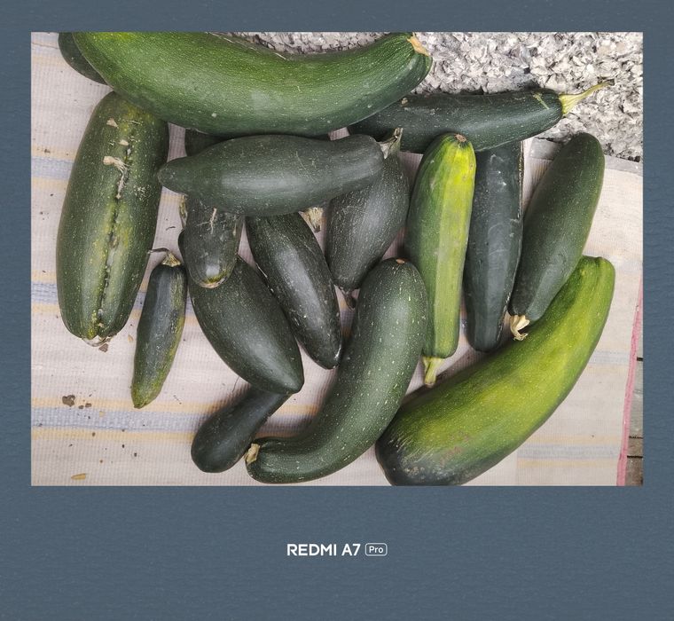 Продам срочно кабачки
