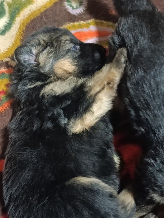 НЕМЦКАЯ АВЧАРКА длиношерстная