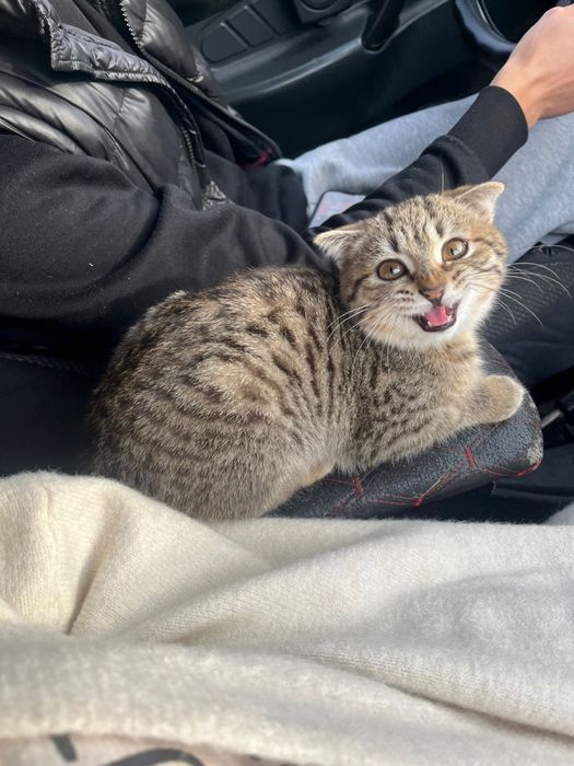 Продам вислоухого котенка