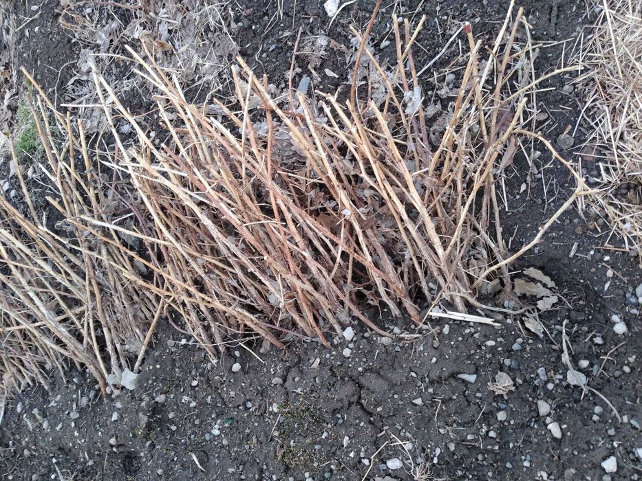 Продам саженцы малины Бабье лето