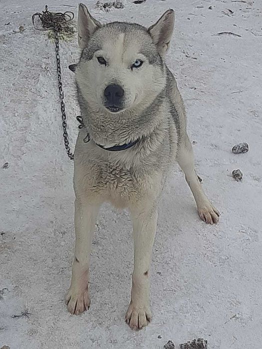 Продам Собаку ..