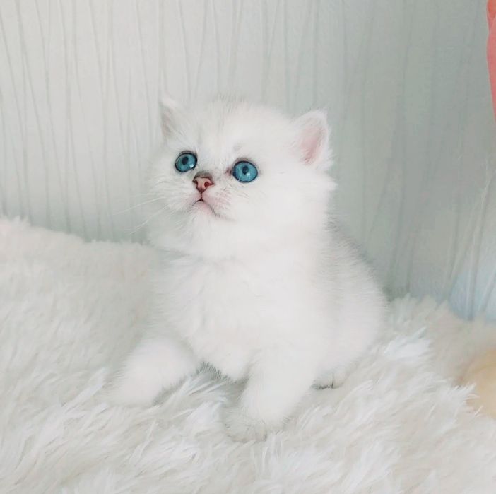 Британская шиншилла