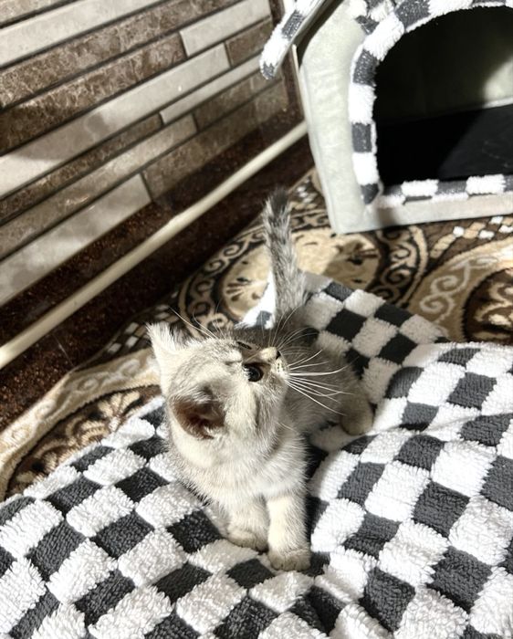 Scottish Fold va Scottish Straight