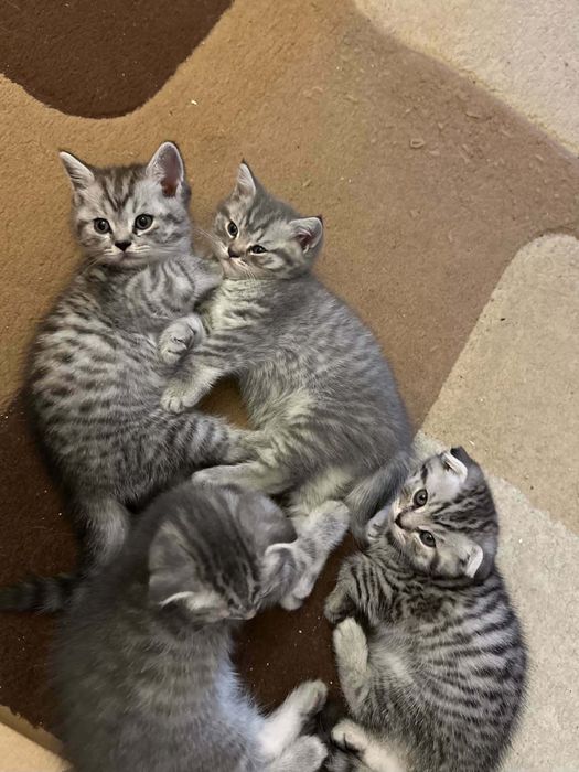 Британско коте таби