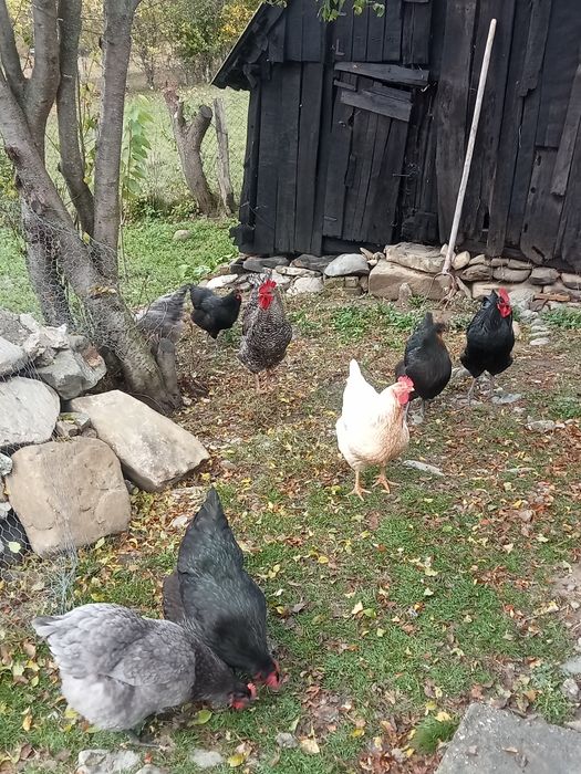 Vând oua pentru incubat