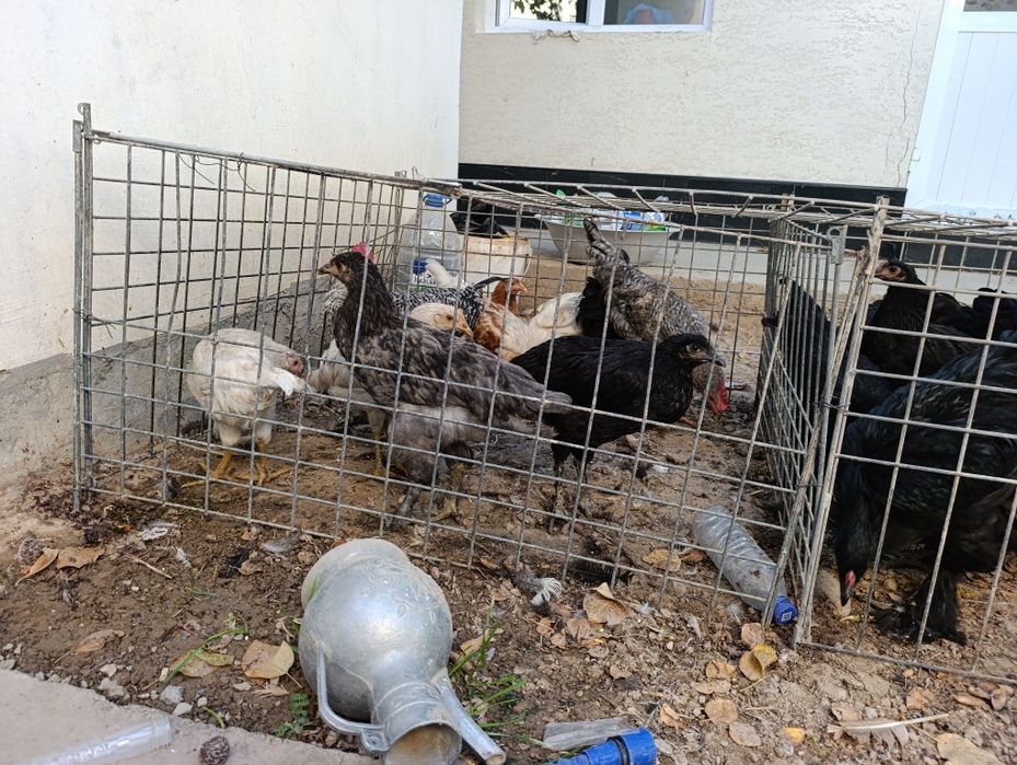 Damashni boqilgan jojala bor 4 5 oyli