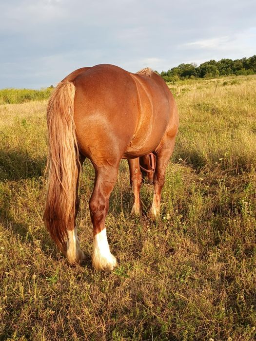 Iapa de 4 ani gestanta