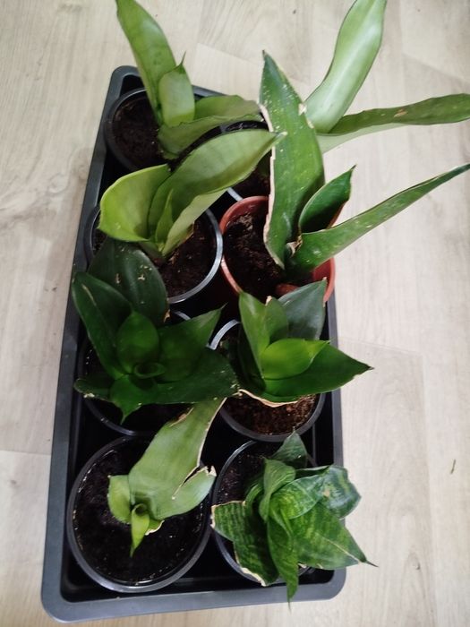 Сансевьерия комнатная