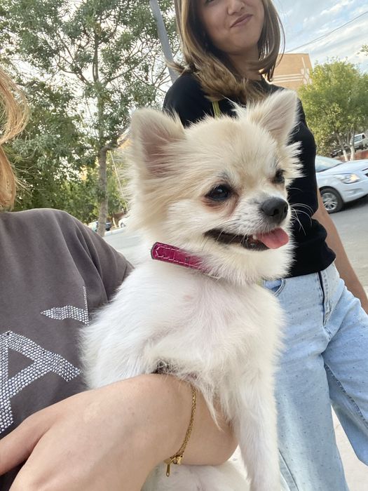 продается белый померанский щпиц